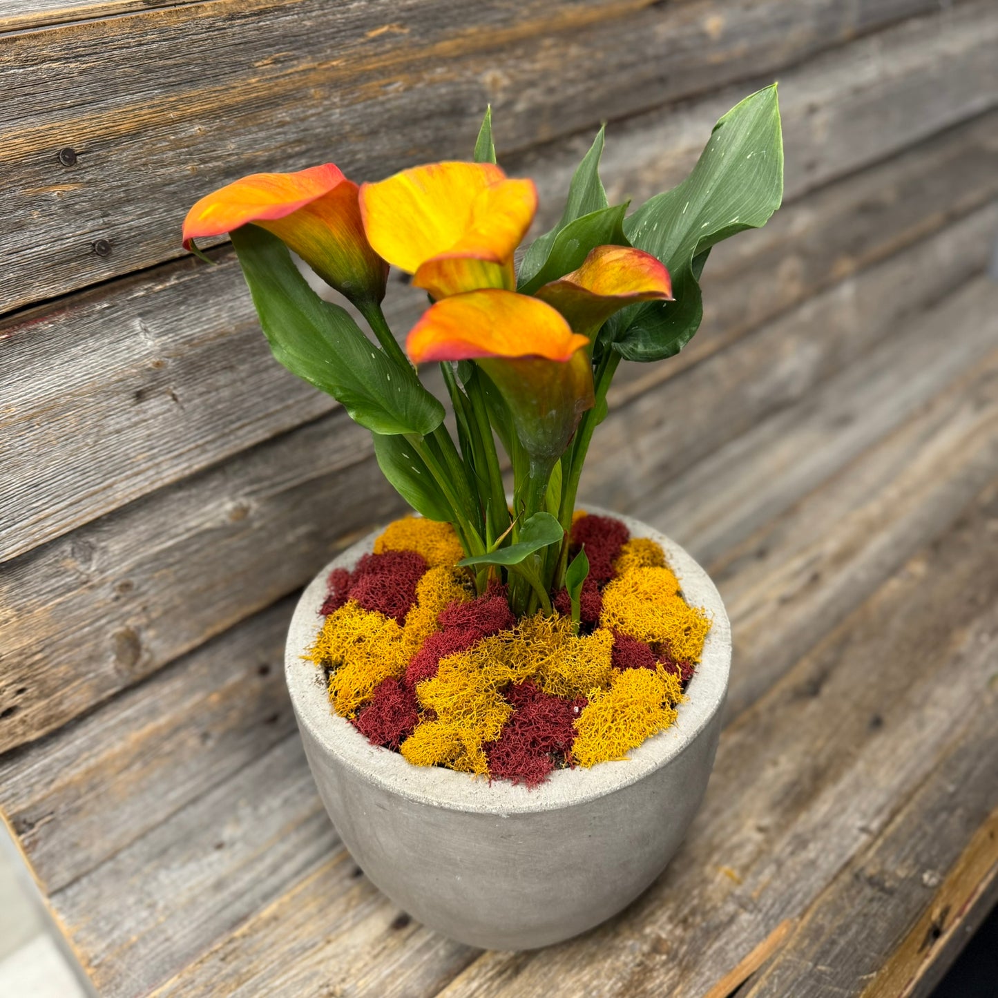 Colourful Calla Planter