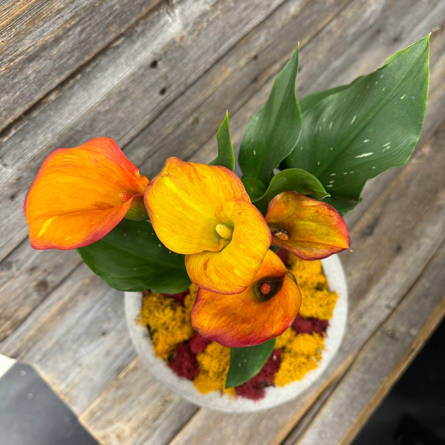 Colourful Calla Planter