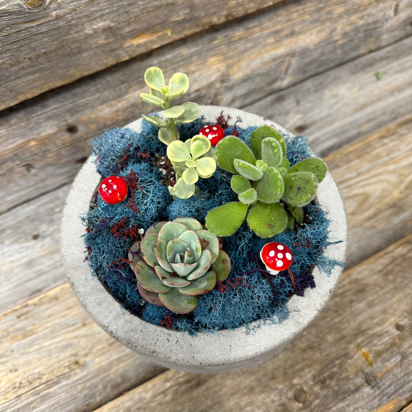 Succulent Planter