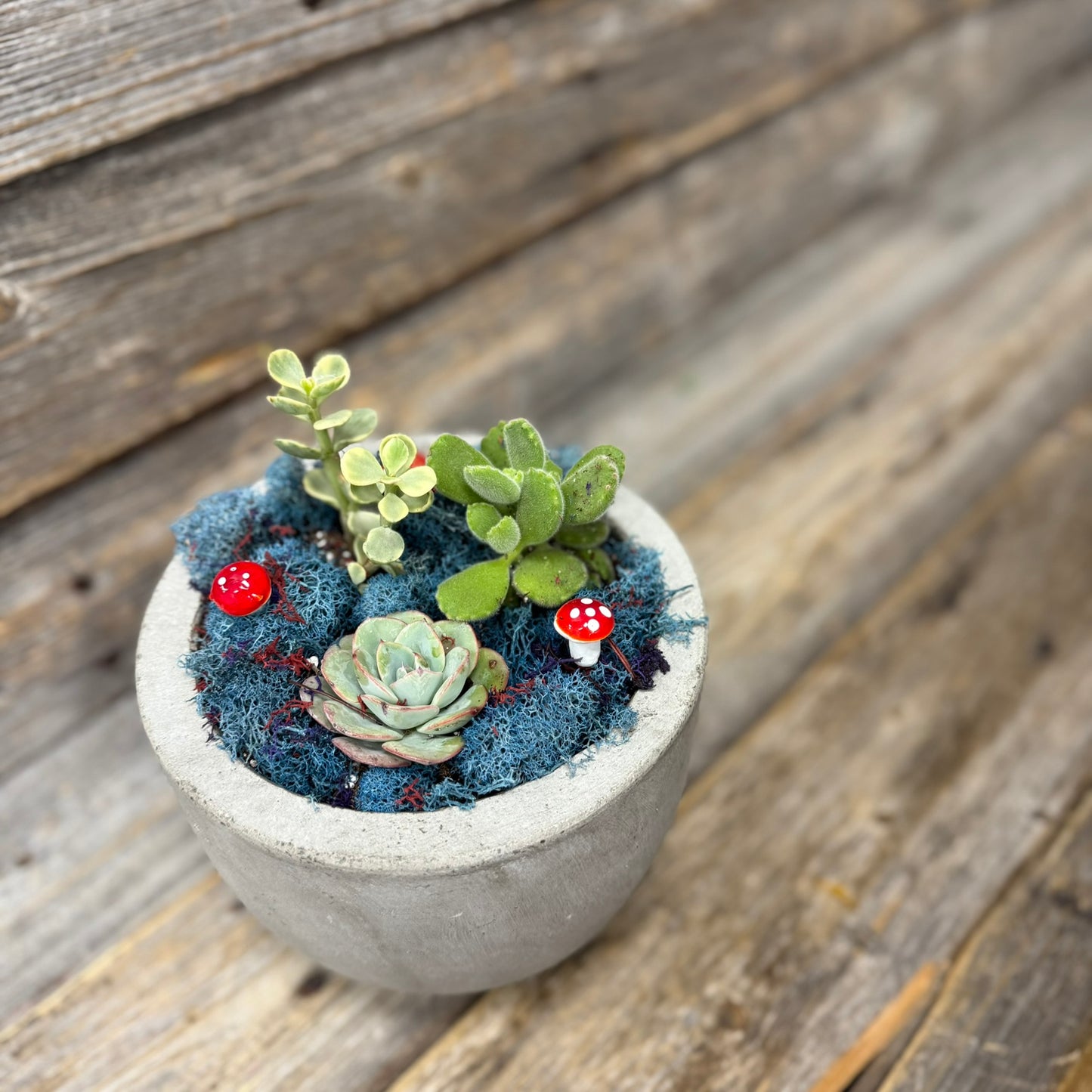 Succulent Planter