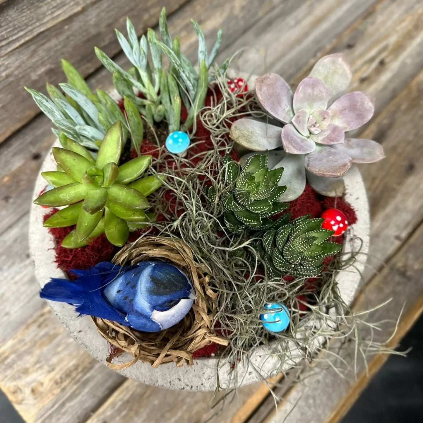 A Little Bird Told Me The BloomBox