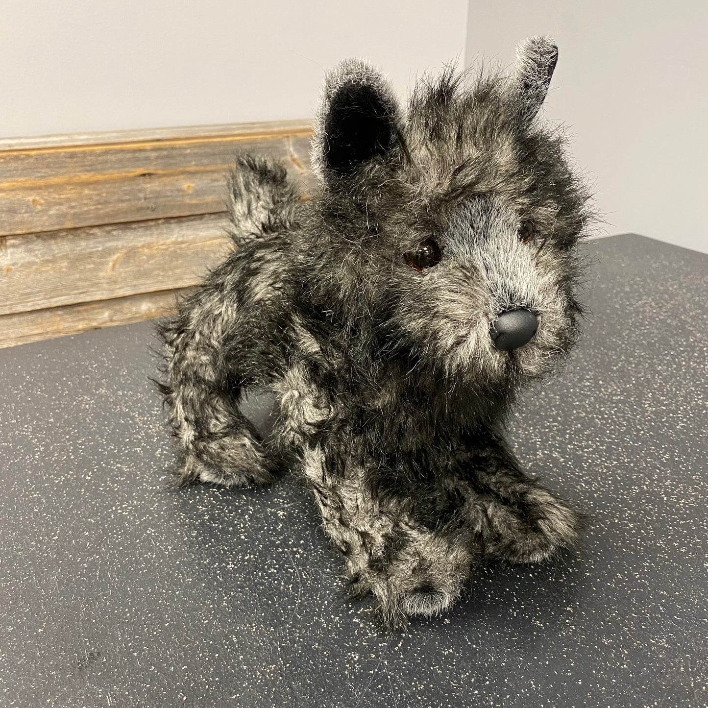 Hazel Cairn Terrier