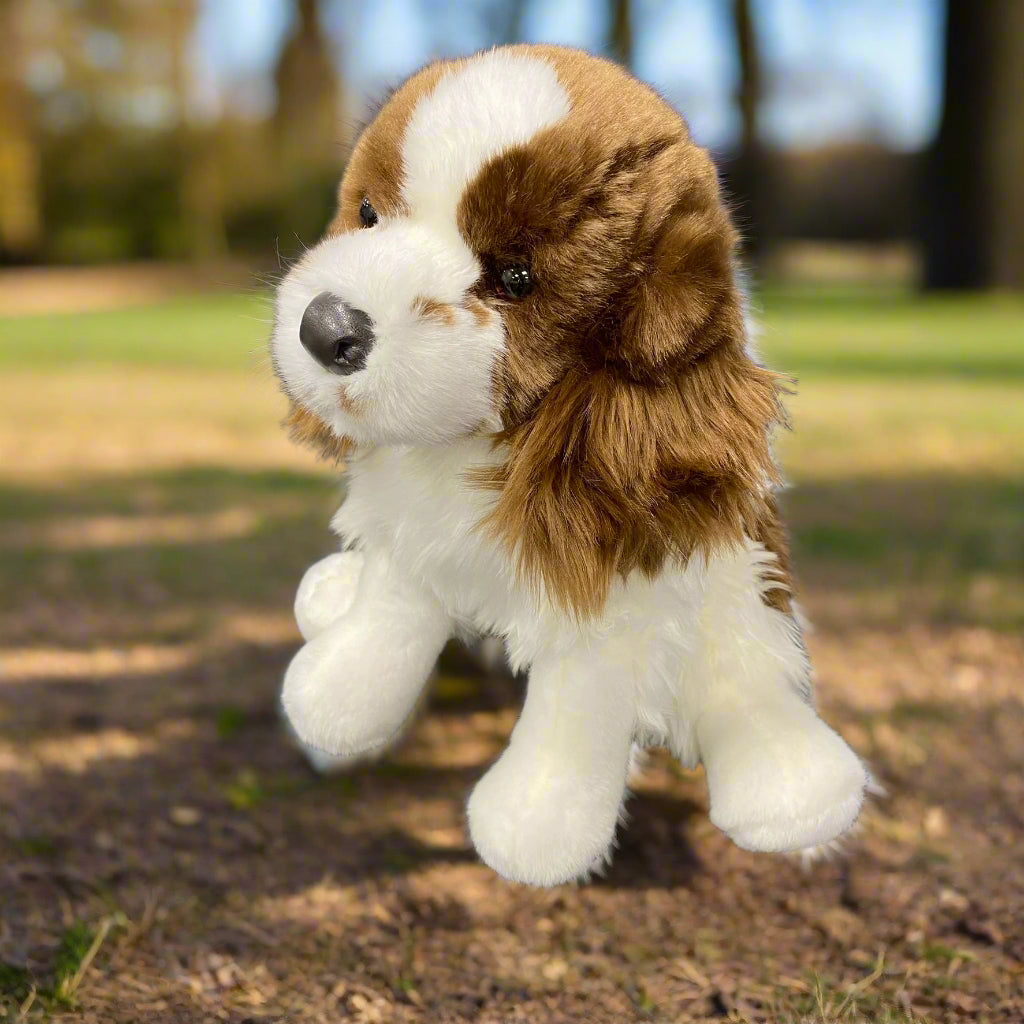 Chip Springer Spaniel – The BloomBox - Main Image