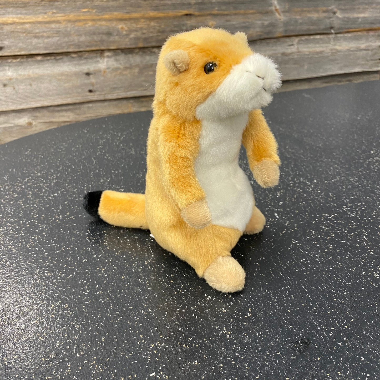 Digger Prairie Dog