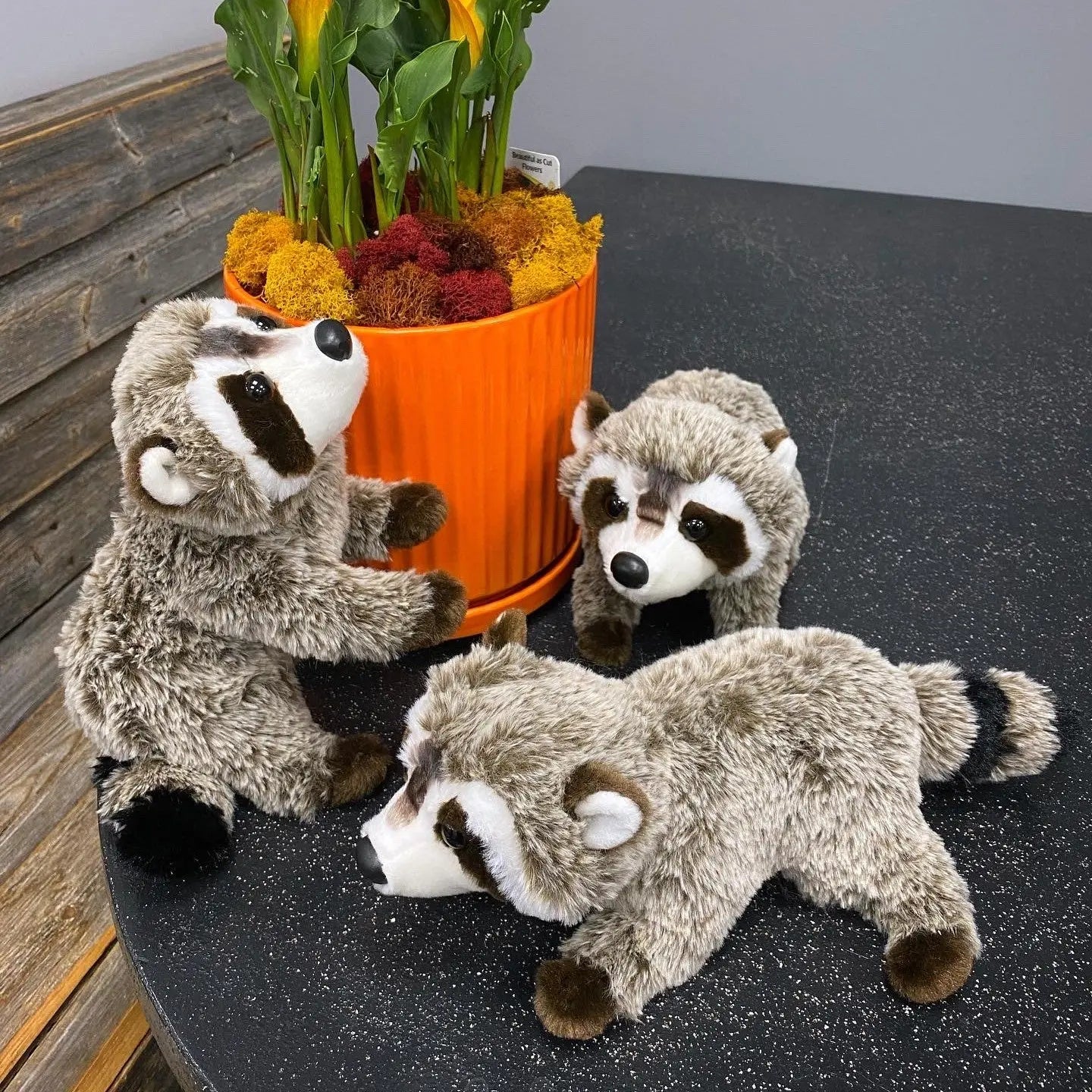 Ringo Raccoon Douglas Cuddle Toys