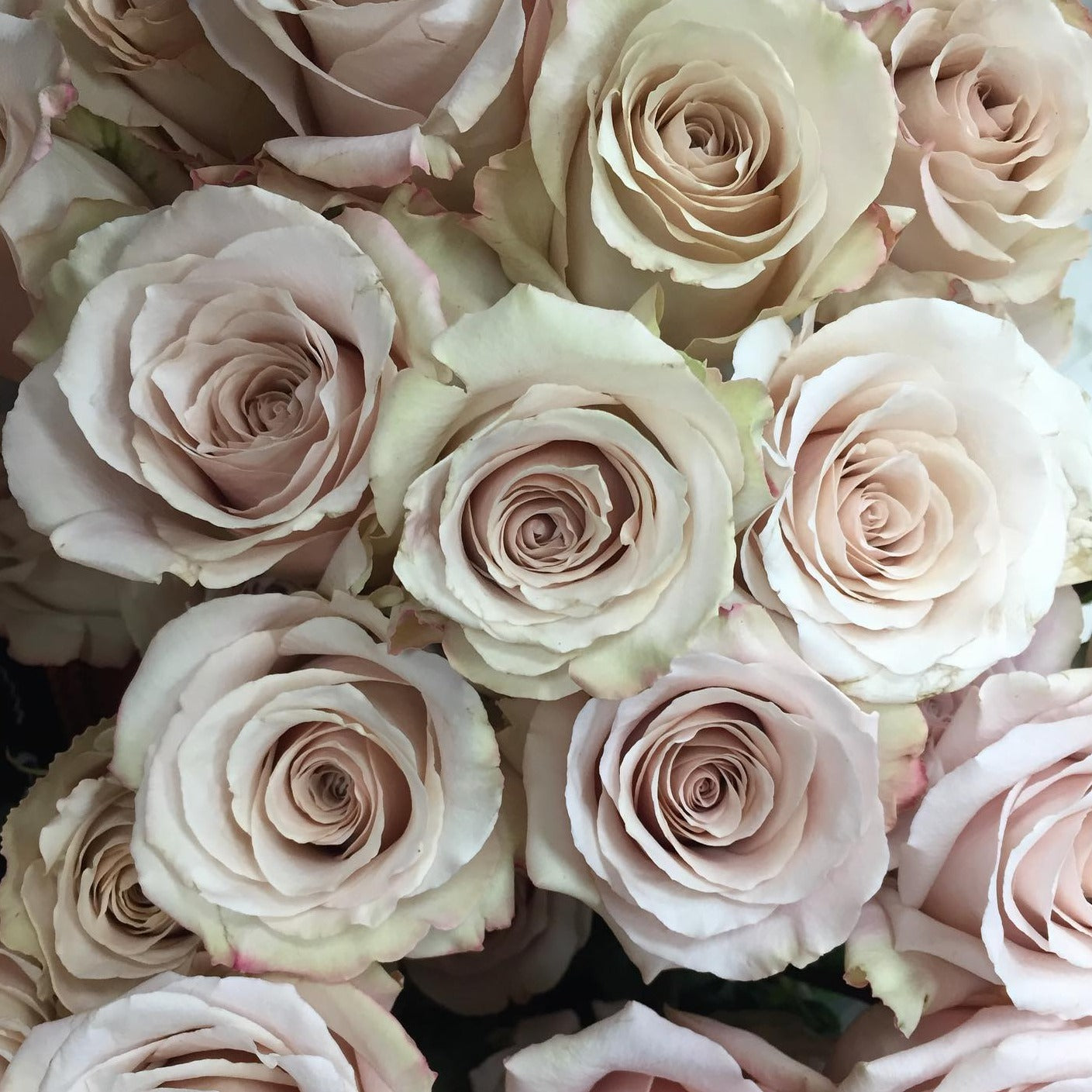 Classic Roses Vased