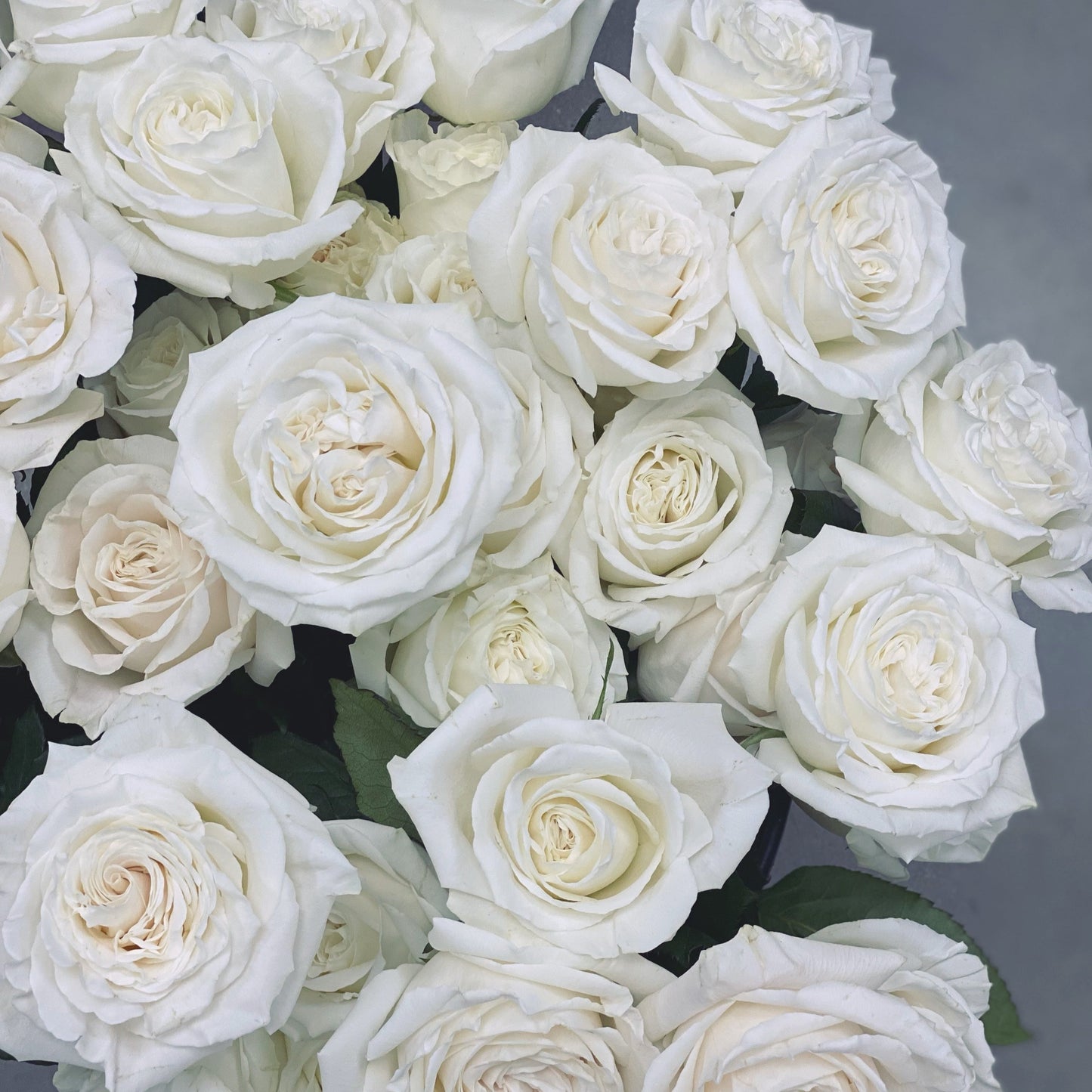 Classic Roses Vased