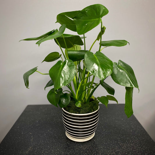 Posh Parlor Planters