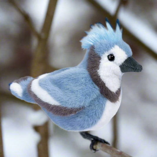 Denim Blue Jay