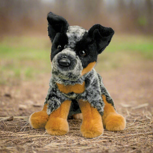 Dexter Australian Cattle Dog