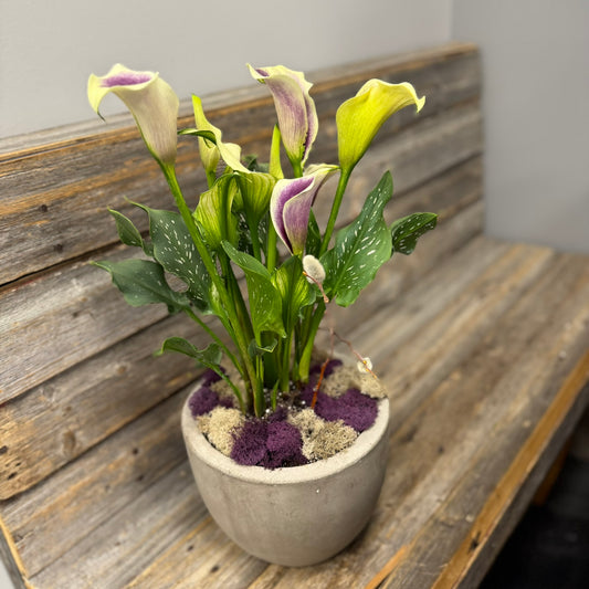 Colourful Calla Planter