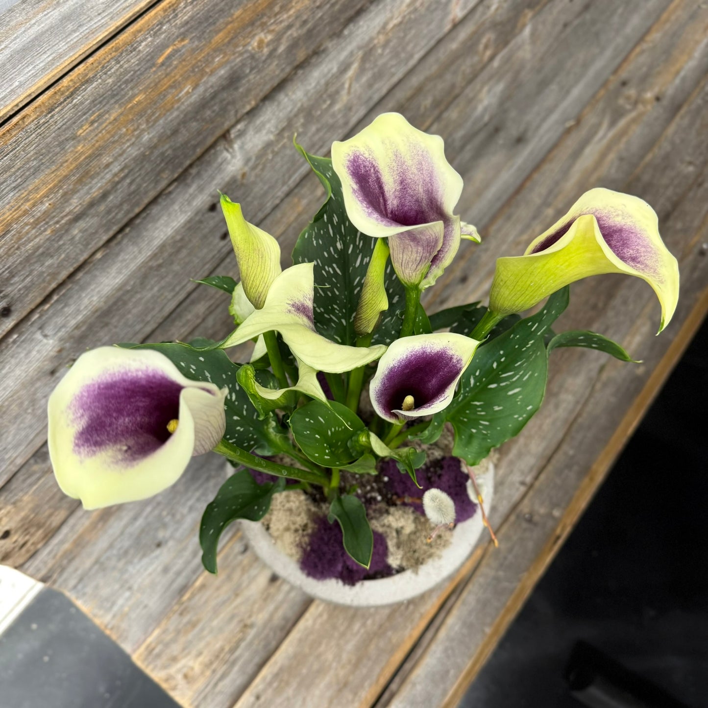 Colourful Calla Planter