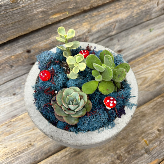Succulent Planter